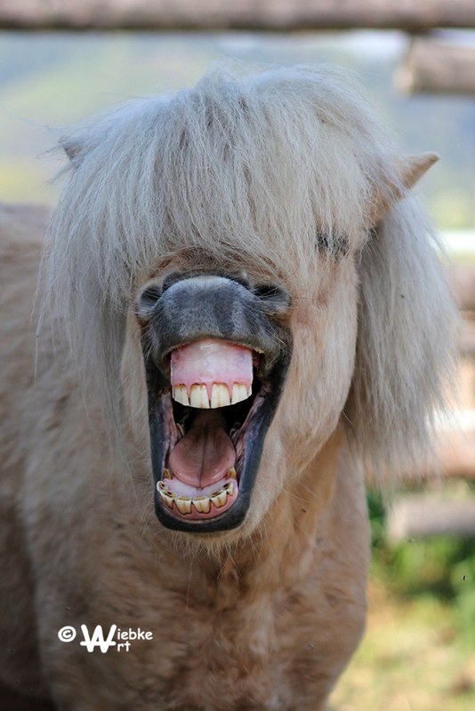 das ist doch zum Lachen Foto Bild tiere haustiere das ist doch zum Lachen Foto Bild tiere haustiere