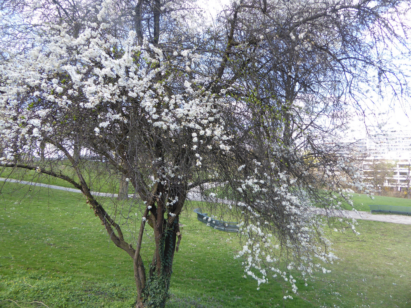 Das ist ein besonderer Baum...