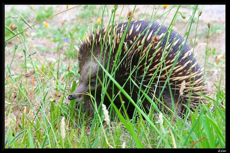 Das ist ein Echidna (Igel) in Australien