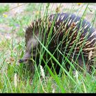 Das ist ein Echidna (Igel) in Australien