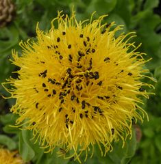 Das ist ein Gewusel auf dieser Blüte ;"Käferkrabbelei ".