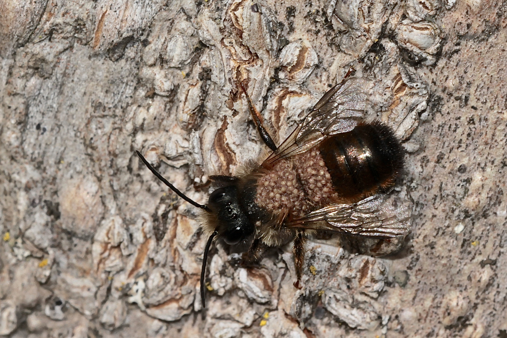 Das ist ein junges Männchen der Roten Mauerbiene (Osmia bicornis = rufa).