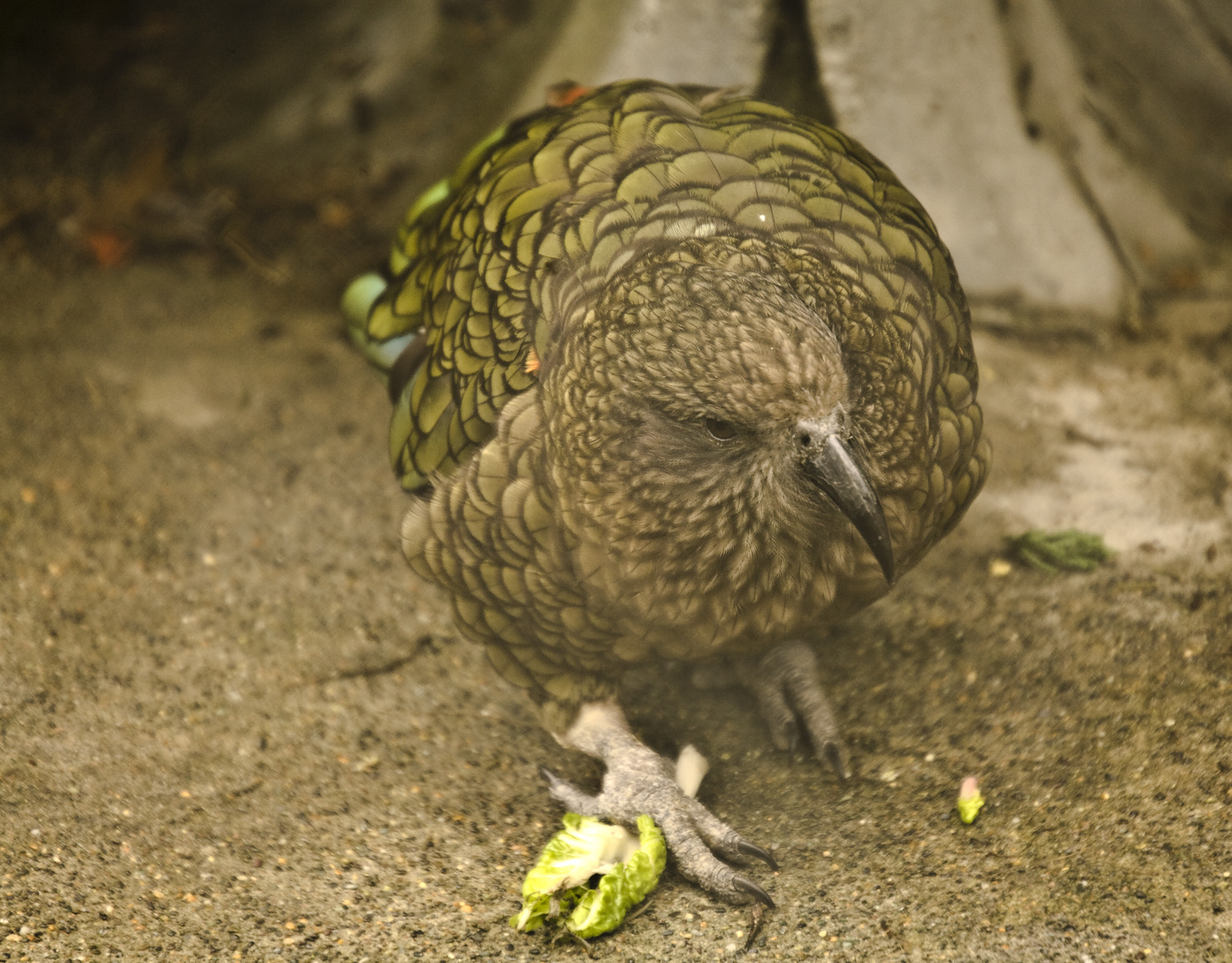 Das ist ein Kea