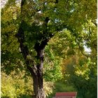 Das ist ein Plätzchen - nicht nur im Herbst