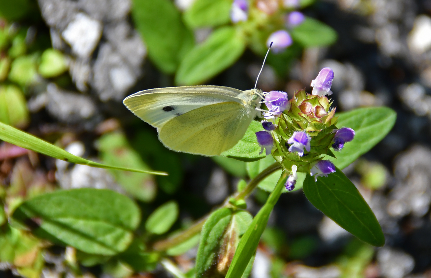 das ist ein SCHMETTERLING