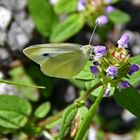 das ist ein SCHMETTERLING