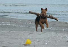 Das! ist ein Stöckchen!!