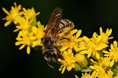 Das ist ein Weibchen der Furchenbiene Halictus scabiosae, . . .