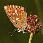 Das ist ein Weibchen des Silbergrünen Bläulings (POLYOMMATUS CORIDON) - . . .