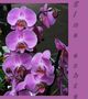 DE: Das ist eine Natur pur Orchidee by  Nana Ellen