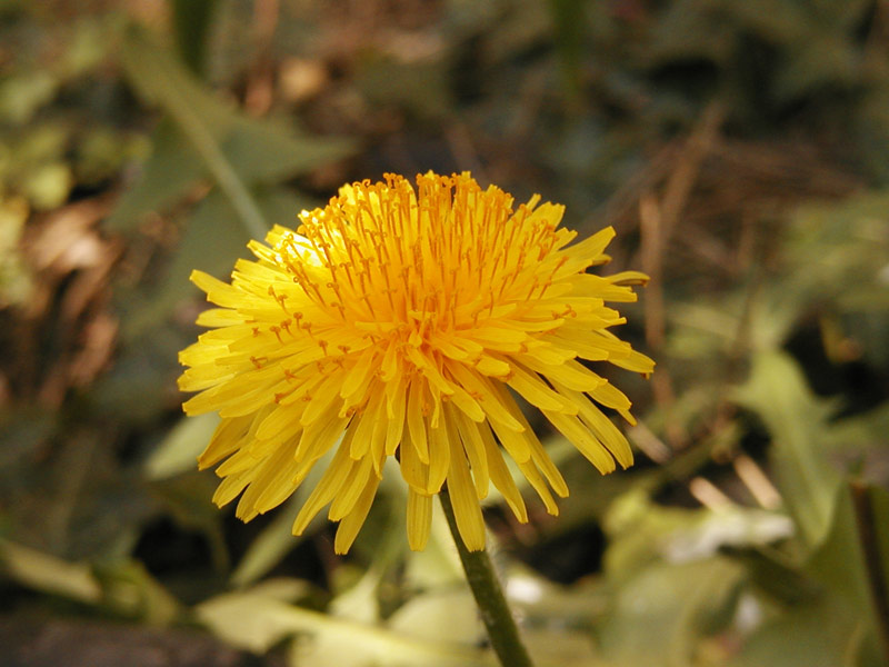 Das ist eine Pusteblume