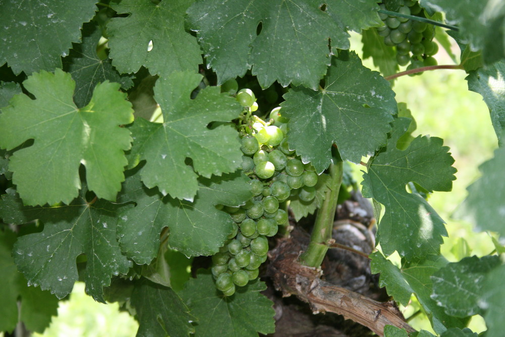 Das ist eine Traube aus der Wachau woraus unser guter Grüner Veltliner gemacht wird