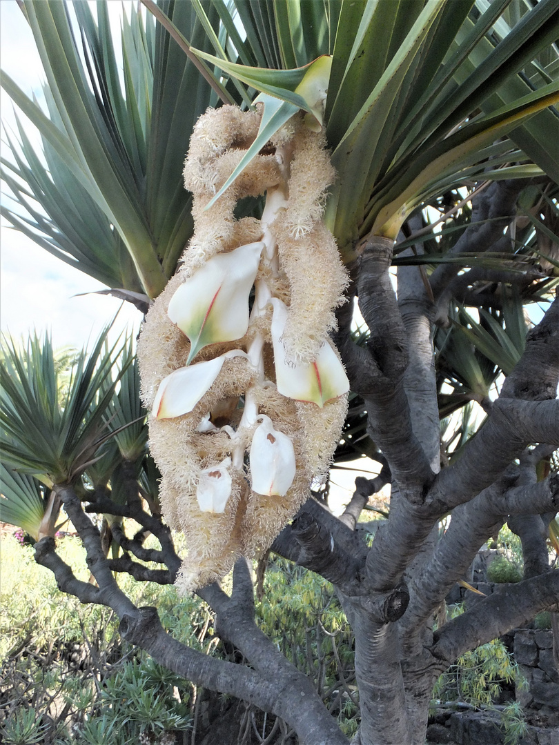 Das ist eine Yucca-Blüte...