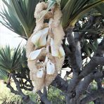 Das ist eine Yucca-Blüte...