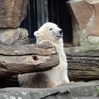 Das ist er, der Knut :-)