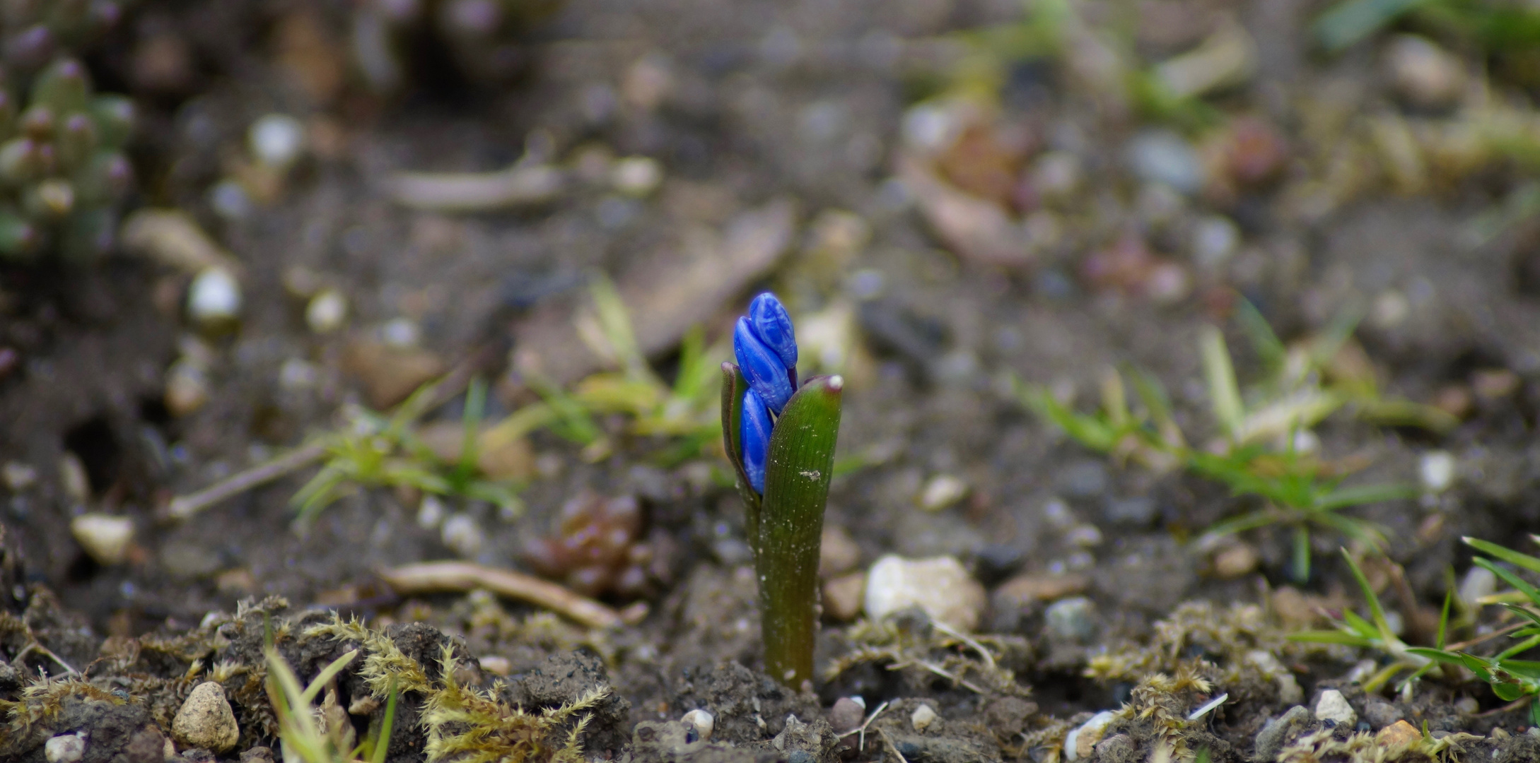 das ist Frühling!