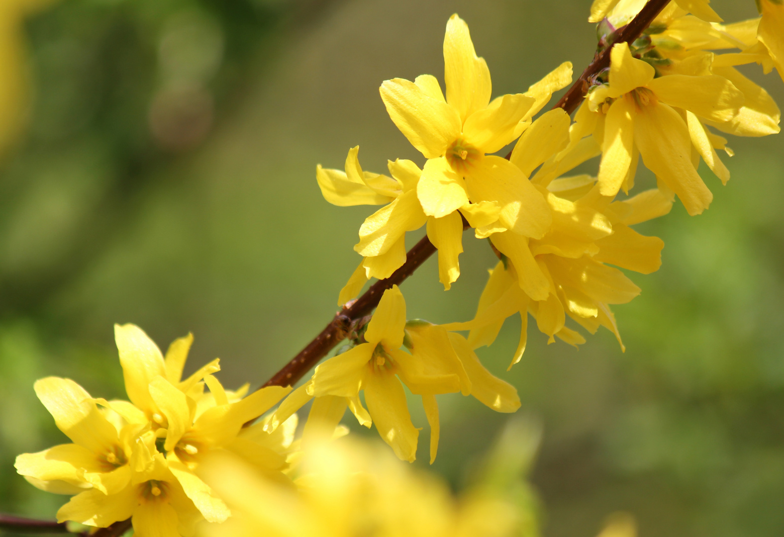 Das ist Frühling