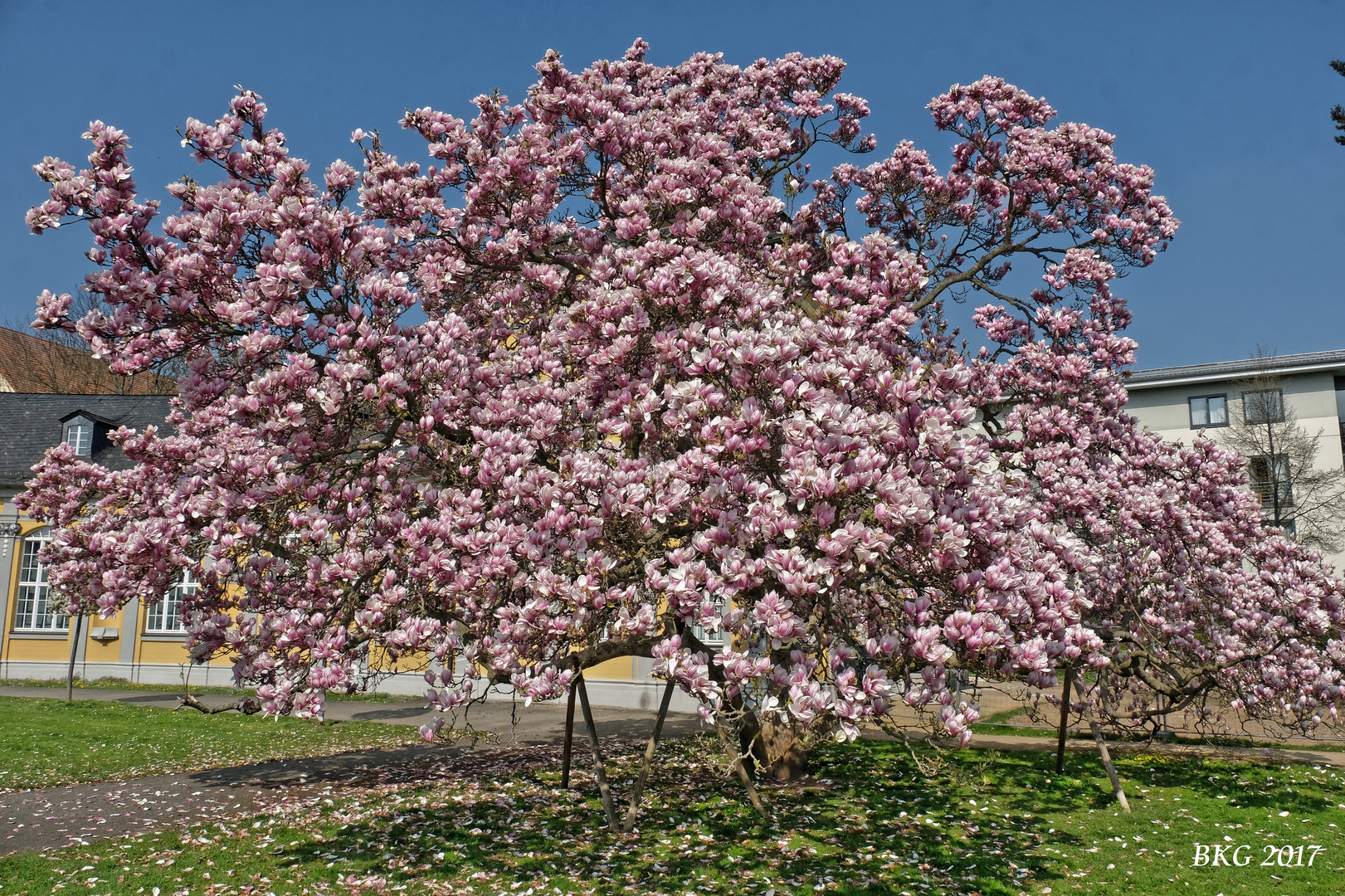 Das ist Frühling - Magnolienblüte 