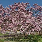 Das ist Frühling - Magnolienblüte 