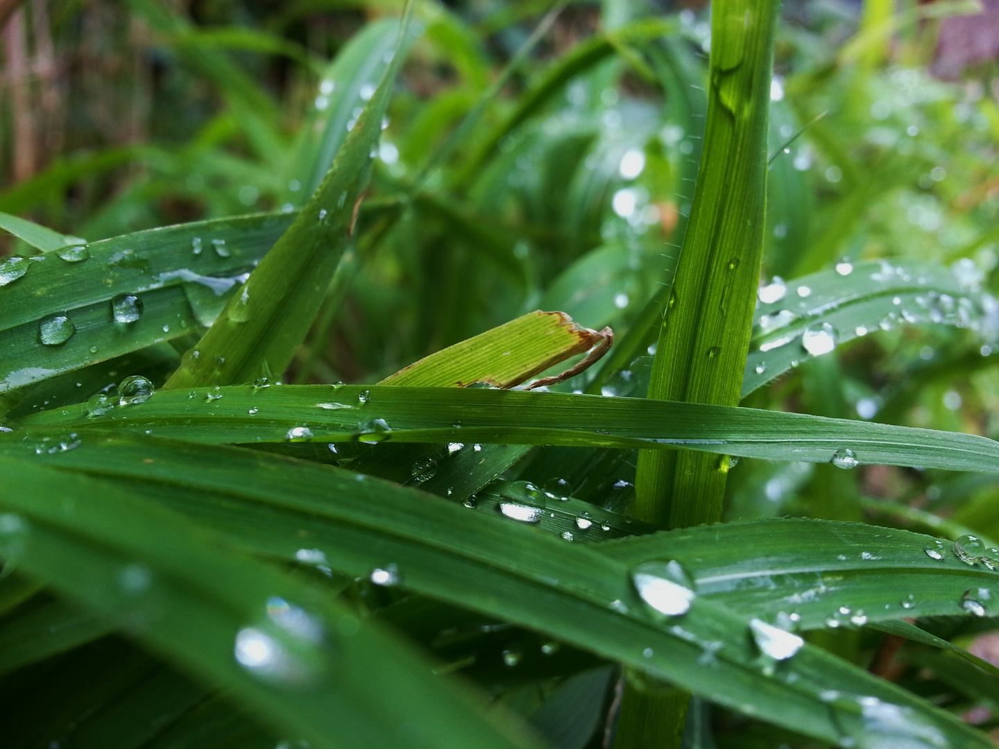 Das ist Gras ;-)