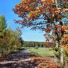 Das ist Herbst im Taunus