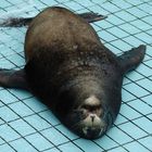 Das ist heuer wieder ein Sommer, sogar das Wasser verdunstet rascher als es nachgefüllt werden kann