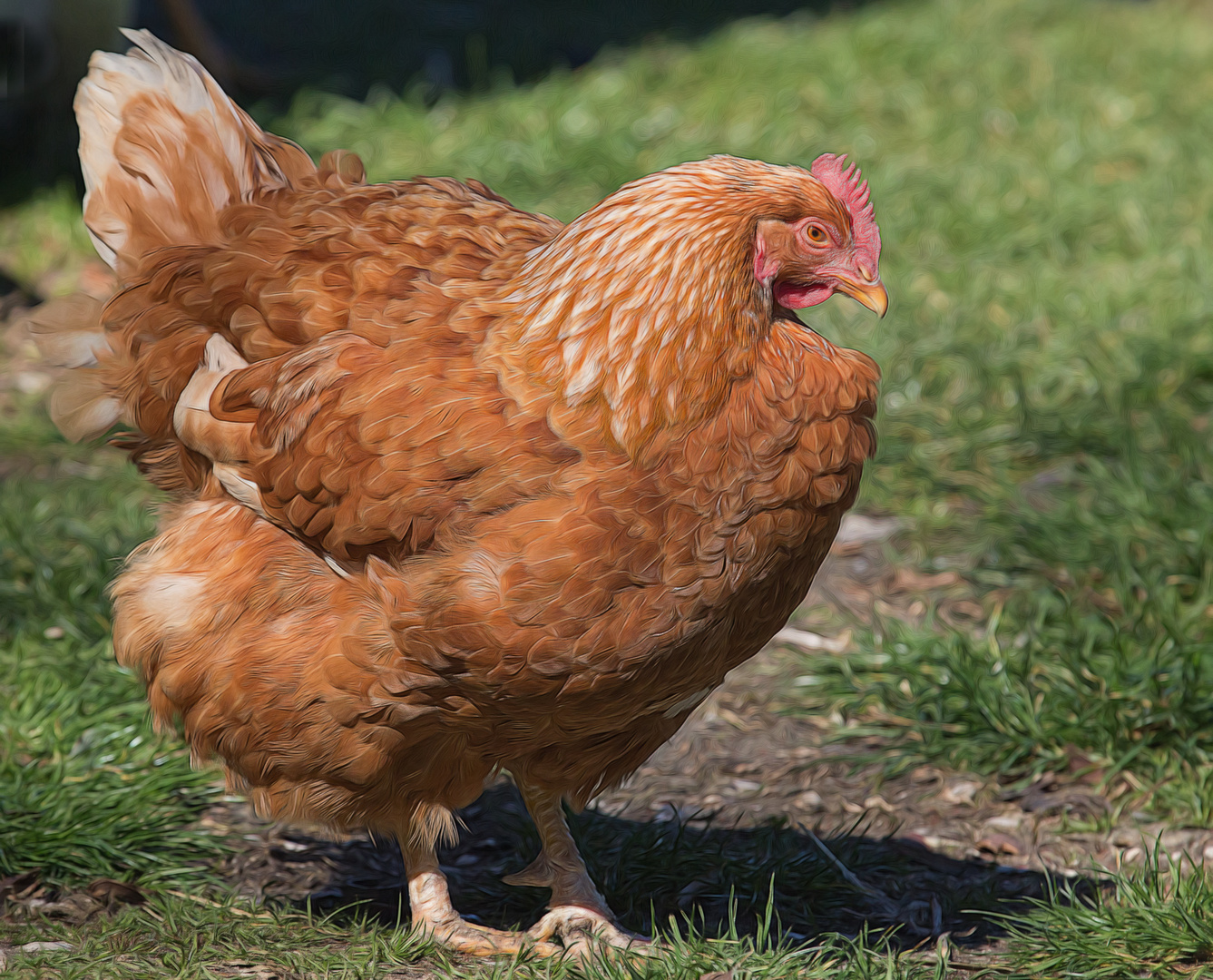 das ist Hulla -  das Huhn von den Nachbarn, und