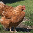 das ist Hulla -  das Huhn von den Nachbarn, und