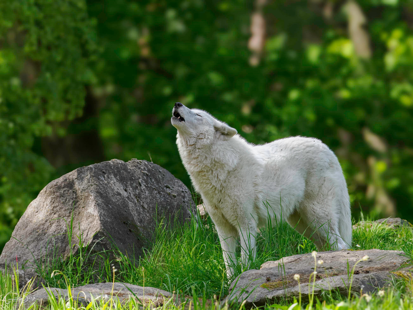 Das ist ja zum Heulen (Canis lupus albus)