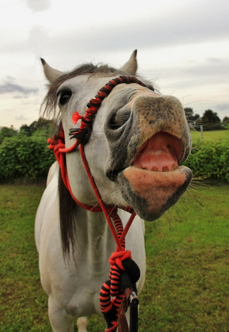 Das ist ja zum lachen Foto Bild tiere haustiere Das ist ja zum lachen Foto Bild tiere haustiere