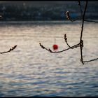 Das ist Japanisch und es bedeutet "der Frühling kommt"