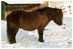 Das ist Jasper,ein Shetland-Wallach ,Kollege von Oli und den 5 Stuten.