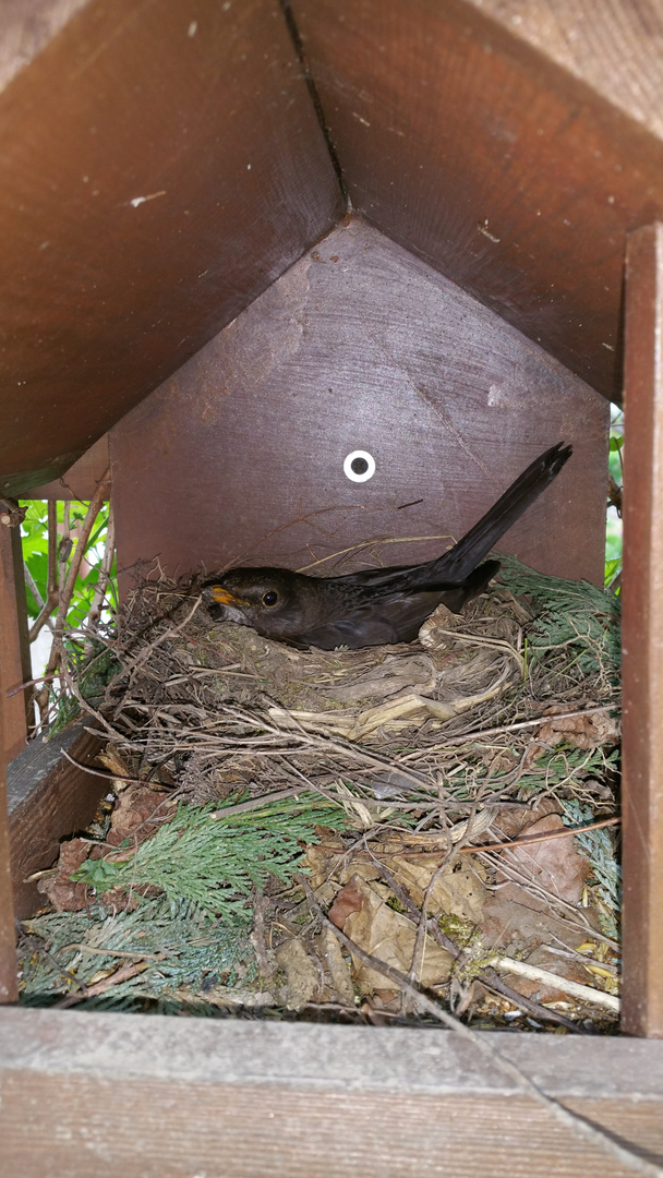 Das ist jetzt mein Futterplatz