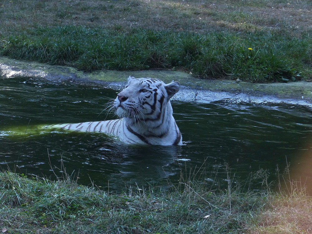 Das ist jetzt mein Pool !