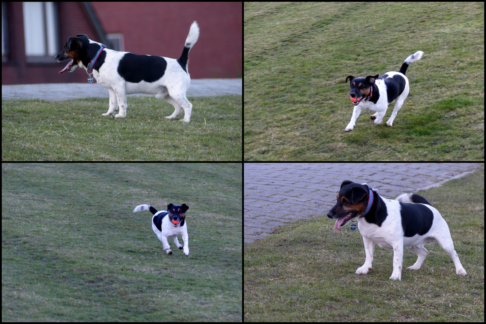 Das ist Kalle Foto & Bild tiere, tier und mensch, urlaub Bilder auf