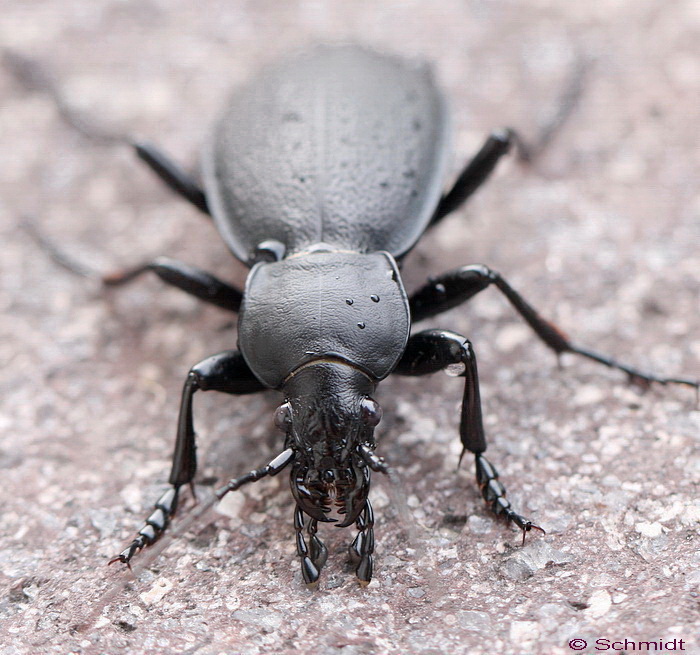 Das ist Karl der Käfer ( Lederlaufkäfer )