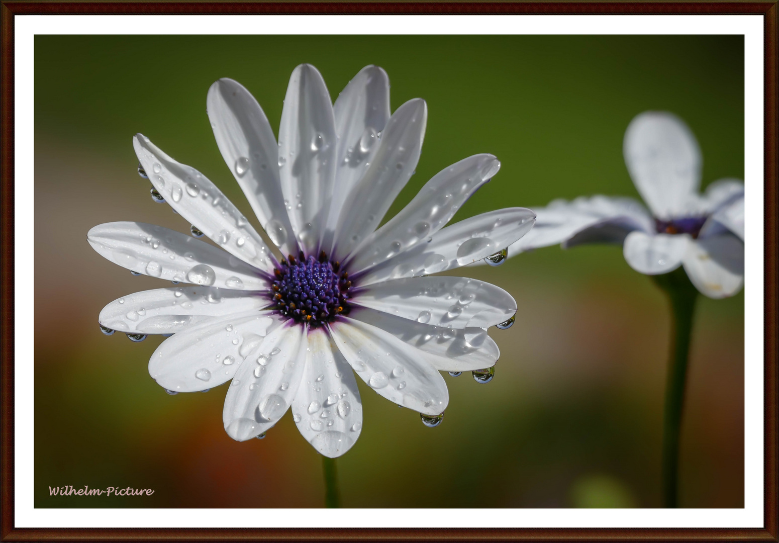 Das ist kein Gänseblümchen:-)