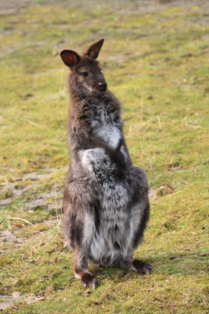 das ist KEIN Osterhase