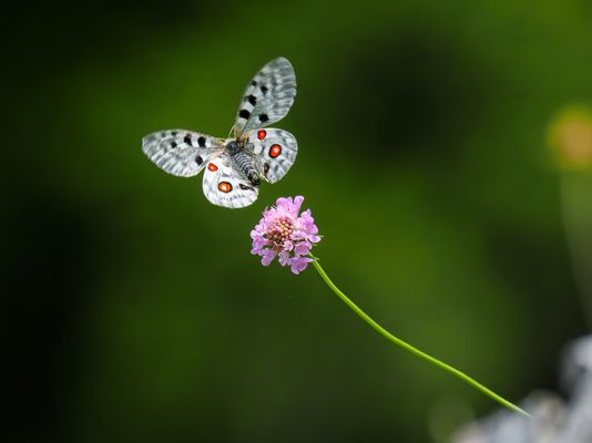 Das ist kein Schmetterling. Es ist ein Bild. Nur beschnitten, Gradation justiert und geschärft.