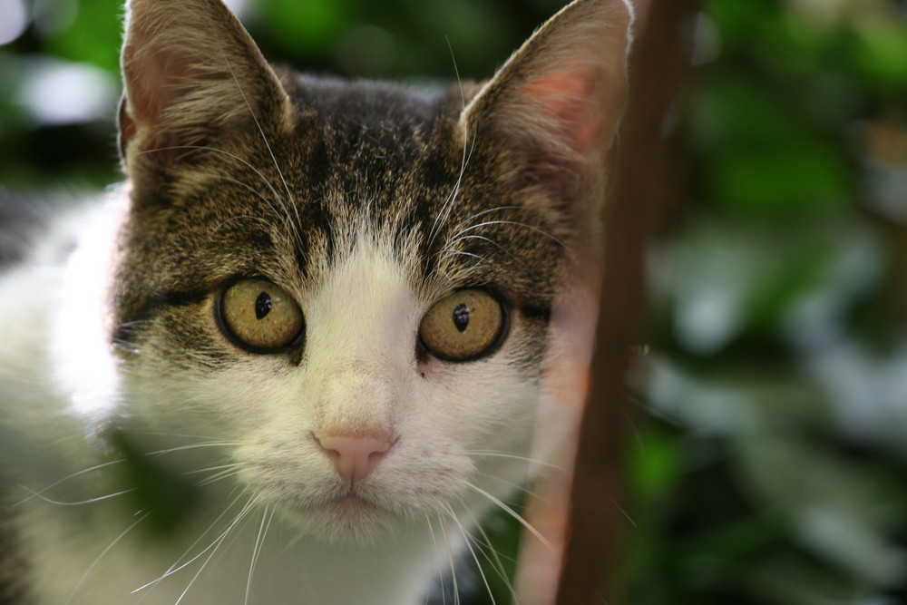 das ist Knubbel eine wilde Katze mit Knubbelnase ;) Foto & Bild tiere, haustiere, katzen