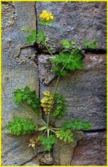 Das ist mehr als ein Mauerblümchen