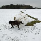 " Das ist mein Bällchen,basta " !