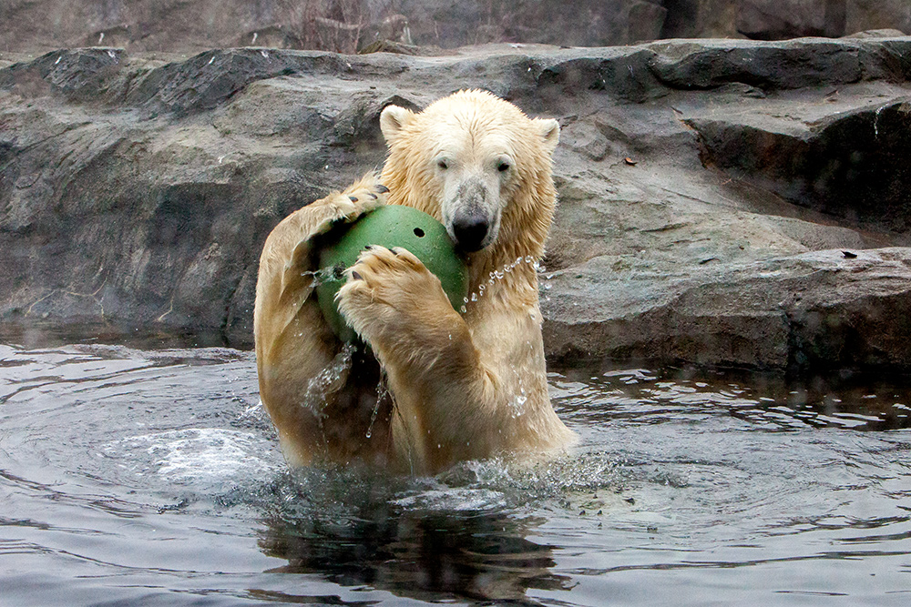 Das ist mein Ball