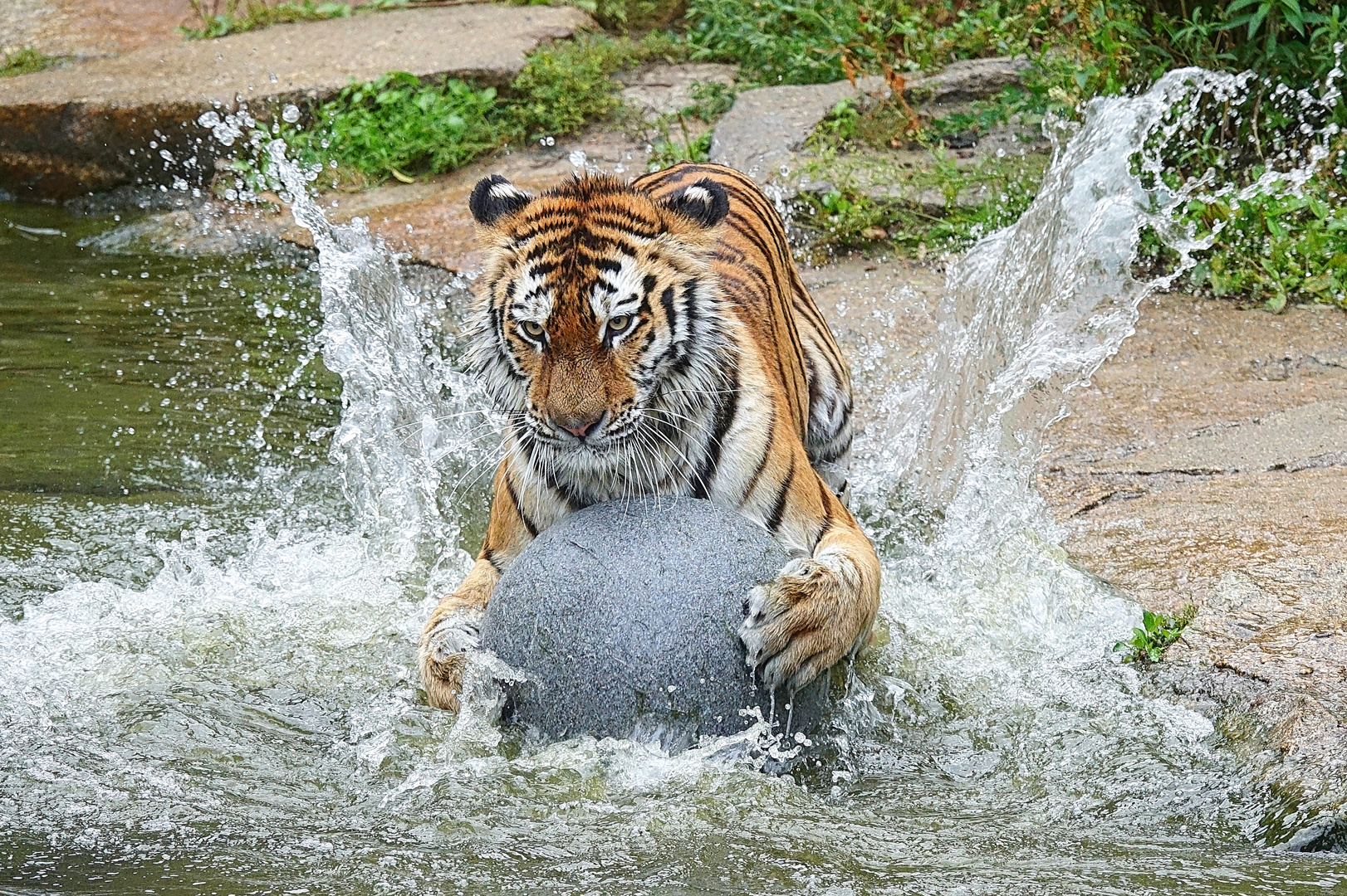 Das ist mein Ball !