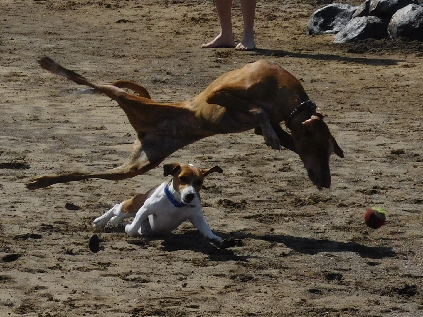 Das ist mein Ball