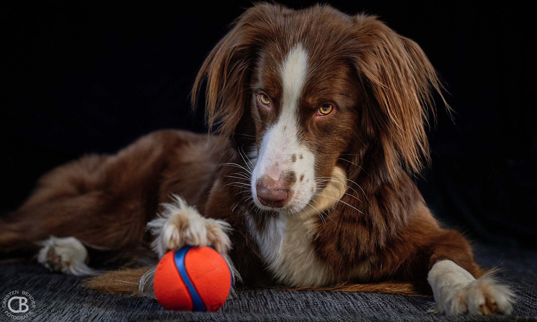 Das ist MEIN Ball!