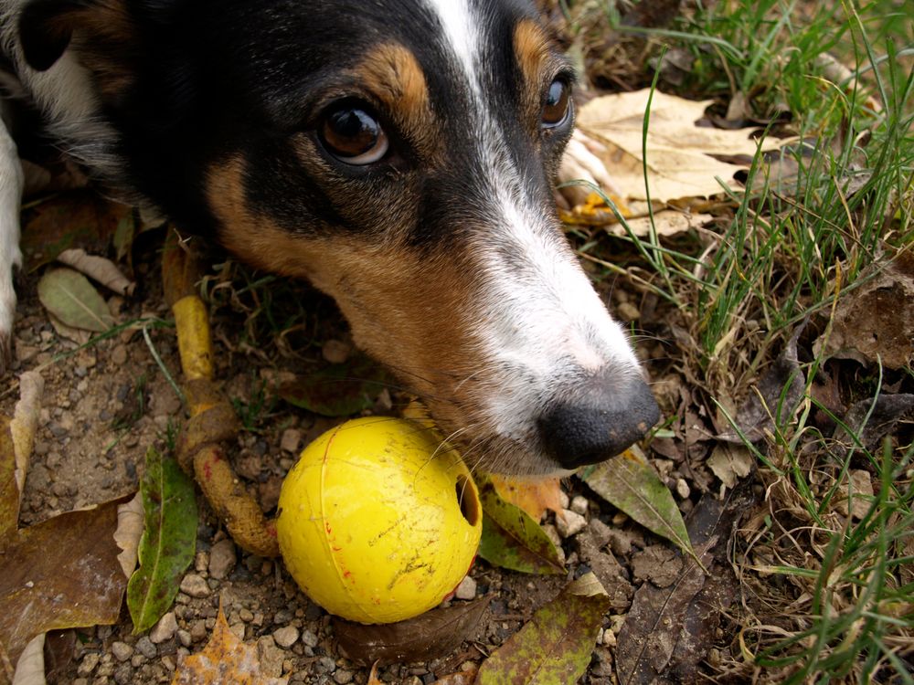 Das ist mein Ball!!!