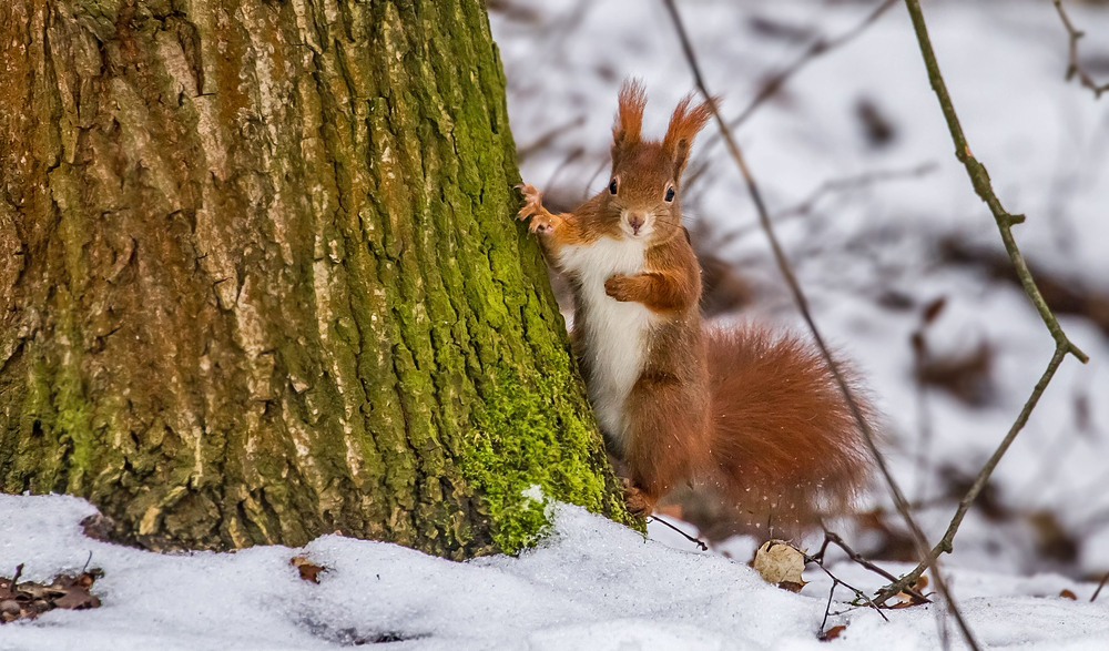 "Das ist MEIN Baum"