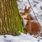 "Das ist MEIN Baum"