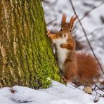 "Das ist MEIN Baum"